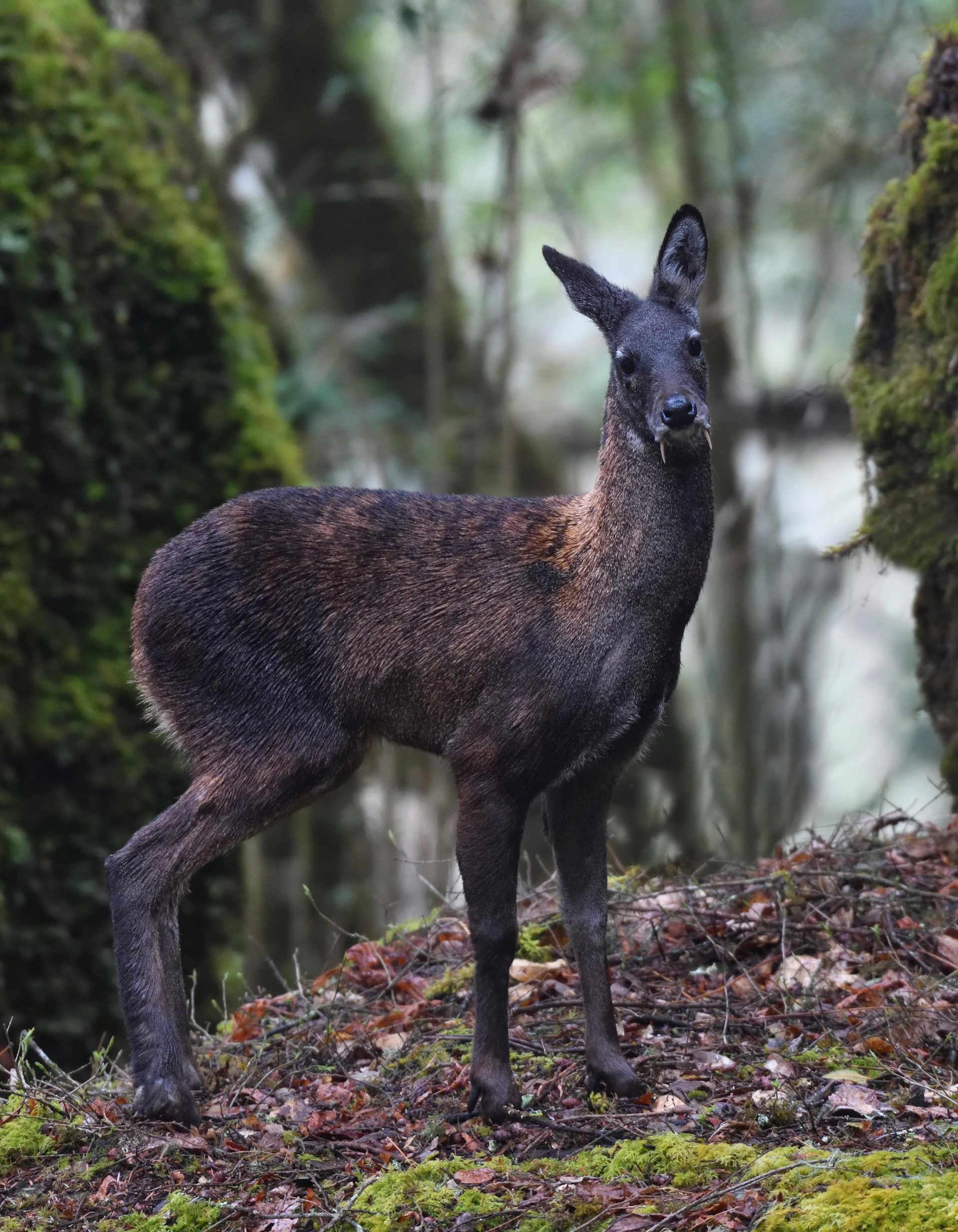 himalayan-musk-deer-vast-bhutan